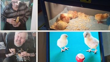 Chippenham care home hatches chicks for Easter